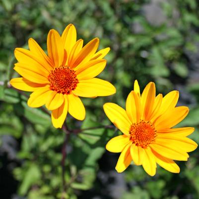 Heliopsis helianthoides var. scabra Summer Nights