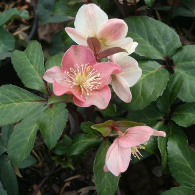 Helleborus Cinnamon Snow