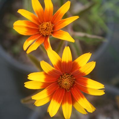 Heliopsis helianthoides var. scabra Burning Hearts