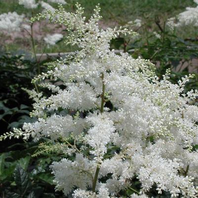 Astilbe arendsii Bridal Veil