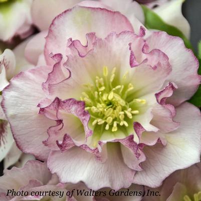 Helleborus Flower Girl