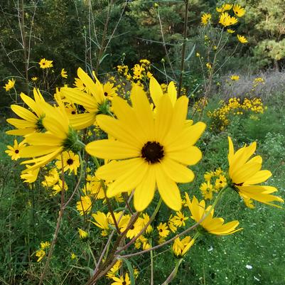 Helianthus angustifolius 