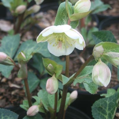 Helleborus Molly's White