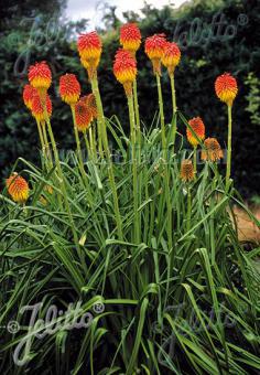 Kniphofia rooperi 