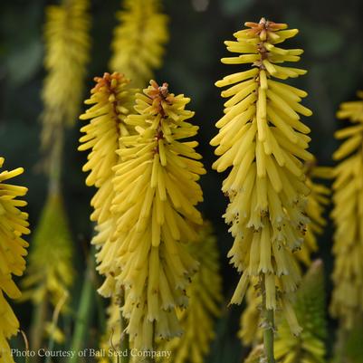 Kniphofia uvaria Glowstick