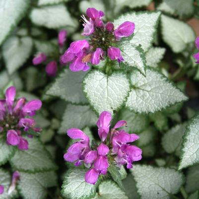 Lamium maculatum Purple Dragon