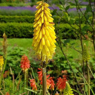 Kniphofia Lemon Popsicle