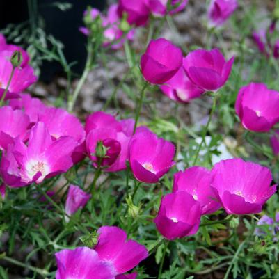 Callirhoe involucrata 