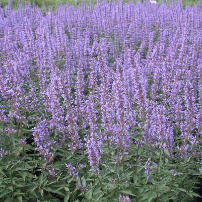 Agastache Purple Haze