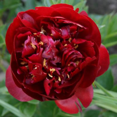 Paeonia lactiflora Buckeye Belle