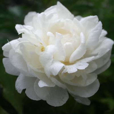 Paeonia lactiflora Gardenia