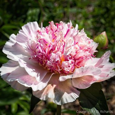 Paeonia lactiflora Do Tell