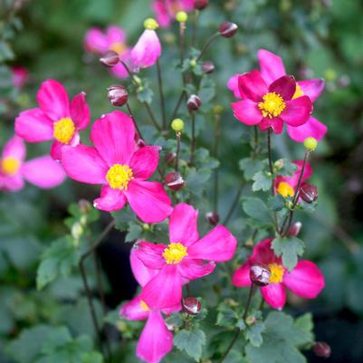 Anemone japonica Fantasy Fantasy Red Riding Hood