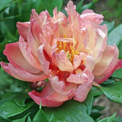 Paeonia lactiflora Coral Sunset