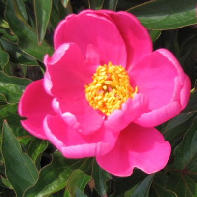 Paeonia lactiflora Dancing Butterfly