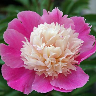 Paeonia lactiflora Cora Stubbs