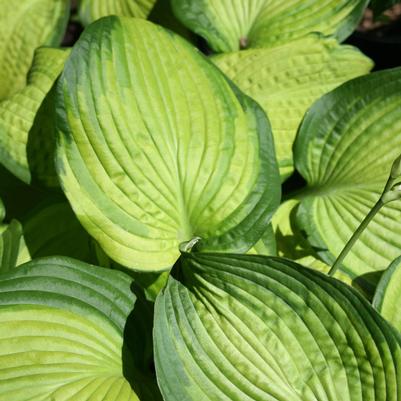 Hosta Brother Stefan