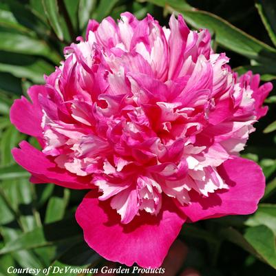 Paeonia lactiflora Celebrity