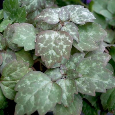 Pachysandra procumbens 