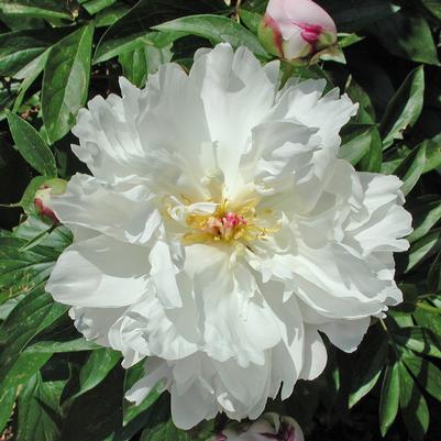 Paeonia lactiflora Festiva Maxima