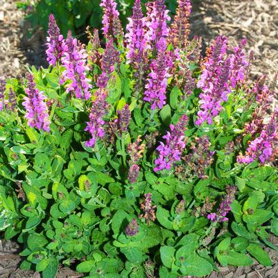 Salvia nemorosa Sensation™ Deep Rose