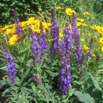 Salvia nemorosa Blue Marvel