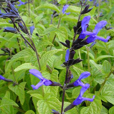 Salvia guarantica Black and Blue