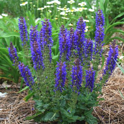 Salvia nemorosa Sallyrosa™ April Night