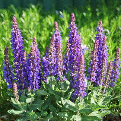 Salvia nemorosa Sensation™ Deep Blue