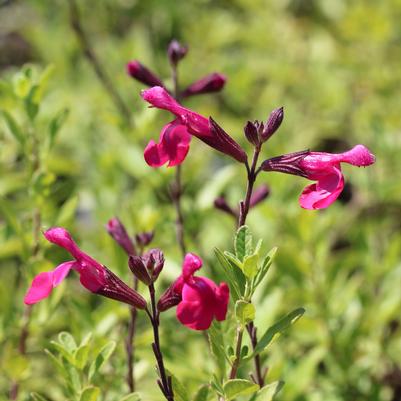 Salvia greggii Big Pink