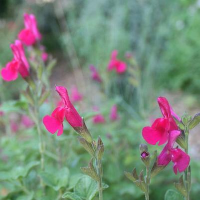 Salvia microphylla San Carlos Festival