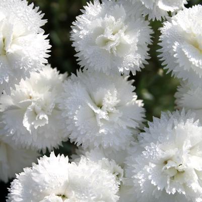 Dianthus Memories