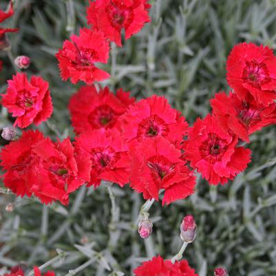 Dianthus Fire Star