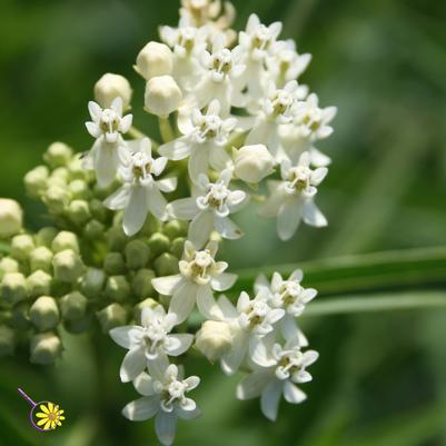 Asclepias incarnata Ice Ballet