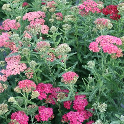 Achillea millefolium Summer Berries