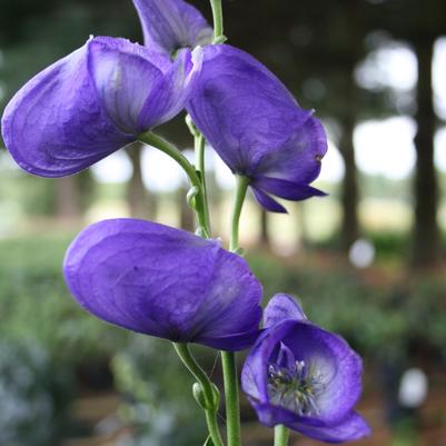 Aconitum fischeri 