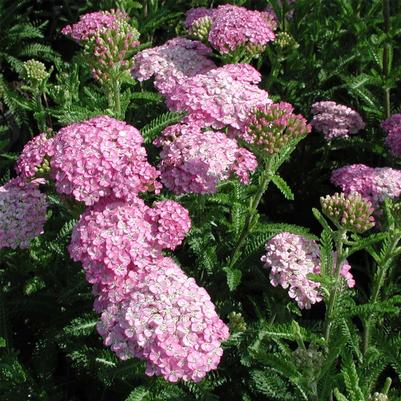 Achillea Appleblossom