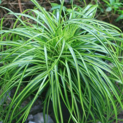 Carex oshimensis Evercolor Eversheen