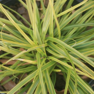 Carex oshimensis Evercolor Everlime