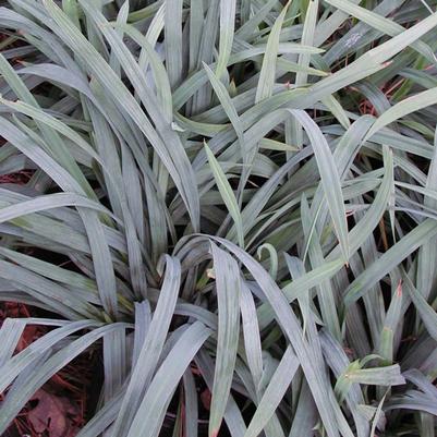 Carex flaccosperma 