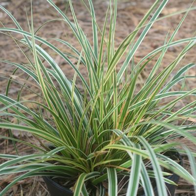 Carex oshimensis Everglow