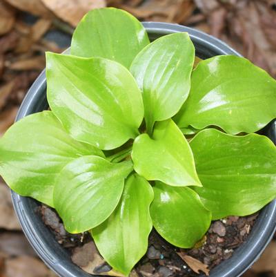 Hosta Crumb Cake