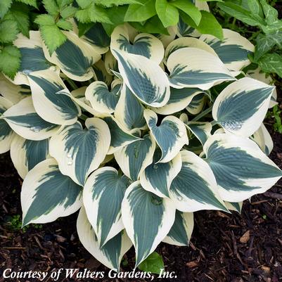 Hosta Blue Ivory