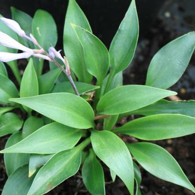 Hosta Bubbatini