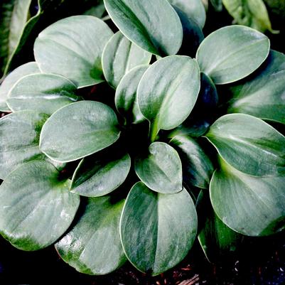 Hosta Blue Mouse Ears