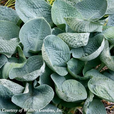 Hosta Big Daddy