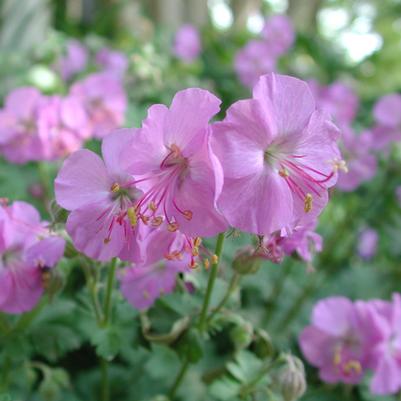 Geranium cantabrigiense Biokovo Karmina