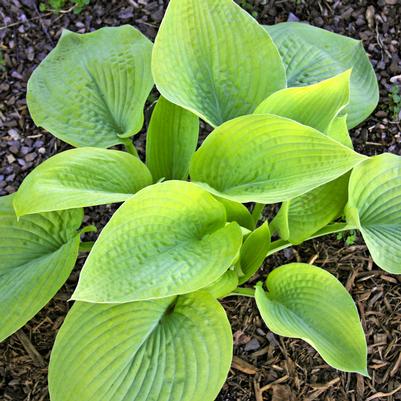 Hosta City Lights