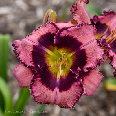 Hemerocallis Be Fruitful and Multiply