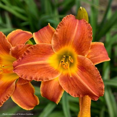 Hemerocallis Bright Sunset